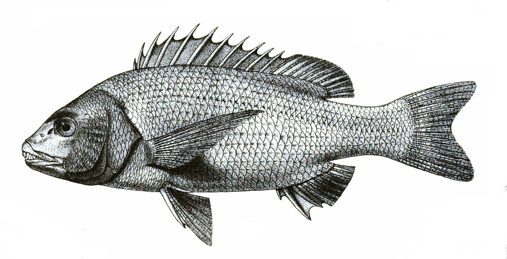 Sparidentex