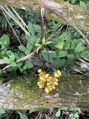 Trichocentrum ascendens