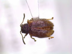 Distigmoptera borealis