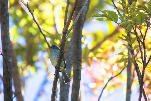 Mistletoe Tyrannulet (Zimmerius parvus), photo 6