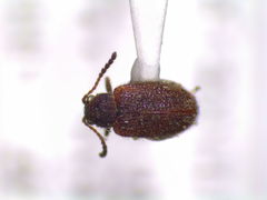 Distigmoptera borealis