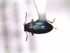Chaetocnema protensa