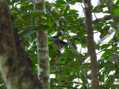 Turdus jamaicensis