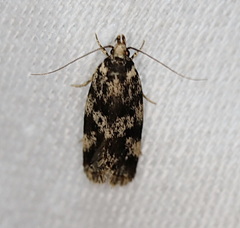 Barea eucapnodes