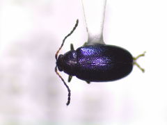 Phyllotreta cruciferae