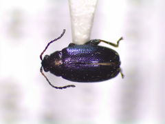 Phyllotreta cruciferae