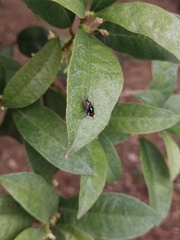 Hydrotaea chalcogaster