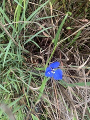 Commelina lanceolata