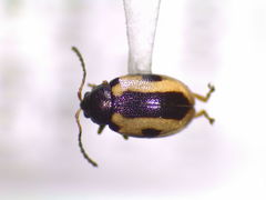 Phyllotreta robusta