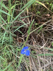 Commelina lanceolata