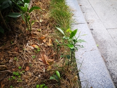 Citrus × microcarpa