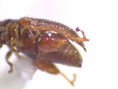 Distigmoptera borealis