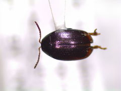 Dibolia libonoti