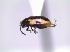 Phyllotreta robusta