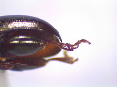 Dibolia libonoti