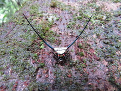 Micrathena cyanospina