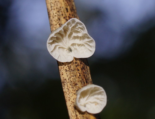 Tetrapyrgos olivaceonigra image