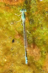 Austroagrion pindrina
