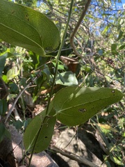 Smilax coriacea