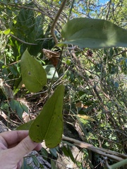 Smilax coriacea