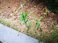 Citrus × microcarpa