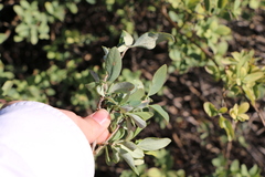 Lonicera interrupta