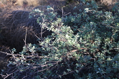 Lonicera interrupta