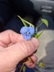 Commelina lanceolata