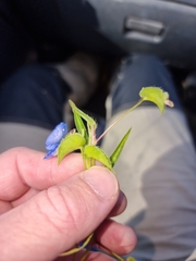 Commelina lanceolata