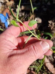 Commelina lanceolata