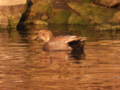 Mareca strepera