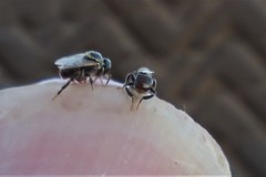 Austroplebeia