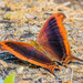 Mariposas Alas de Daga - Photo (c) Don Marsille, algunos derechos reservados (CC BY-NC), subido por Don Marsille
