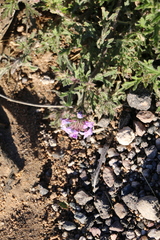 Glandularia latilobata