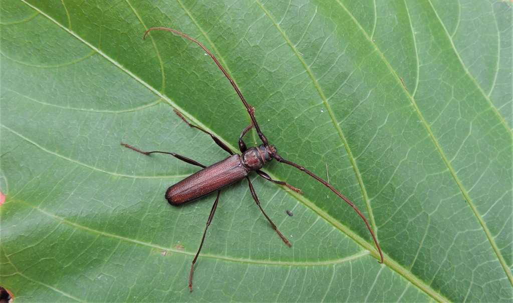 Xystrocera virescens
