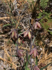 Fritillaria micrantha