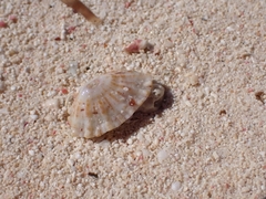 Fissurella barbadensis