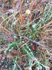 Eriophyllum lanatum achilleoides