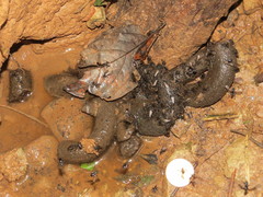 Myrmecophaga tridactyla