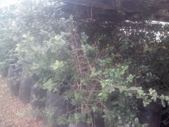 Diospyros xolocotzii