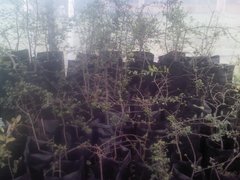 Diospyros xolocotzii