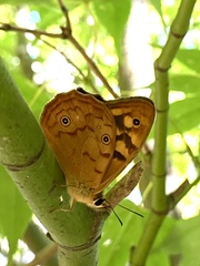 Heteronympha paradelpha
