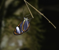 Pteronymia