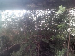 Diospyros xolocotzii