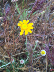 Eriophyllum lanatum achilleoides