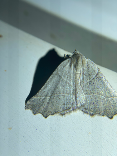 iNaturalist observation photo of Plataea calcaria
