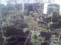 Diospyros xolocotzii