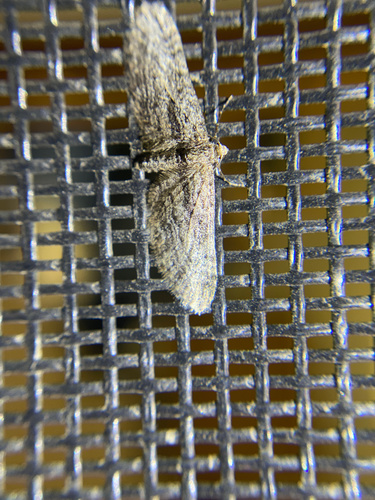 iNaturalist observation photo of Pug Moths & Allies