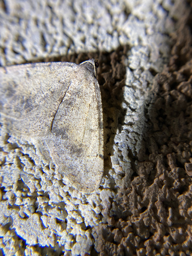iNaturalist observation photo of Creosote Moth