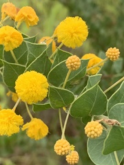 Acacia sertiformis